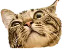 squintykitty