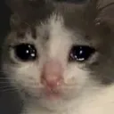 sadcat