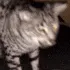 CatGag