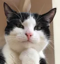 Catastrophe_ThonkSmugCat