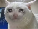 catcry catcry
