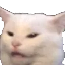 WhyCat