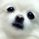 CherryWorried