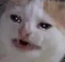 catcry
