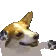 CorgiDance
