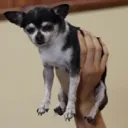 marblesthegod