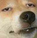dogstare