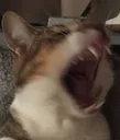 Rawr