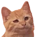 Smug Cat smugcat Discord Emoji