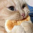CatNom