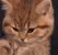 gBKplaypaw