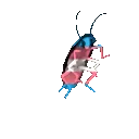 transroach transroach