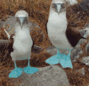 boobies