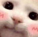 :nekowo: Discord Emote
