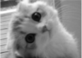kedi Discord emoji