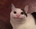 GW_Kot_Raduetsa Discord Emoji
