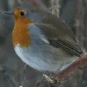 RobinBobbin