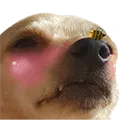 miloblush miloblush