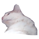 :JaredKitty: Discord Emote