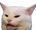 confusedcat
