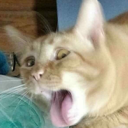 :disgustang: Discord Emote