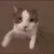hy_catkiss
