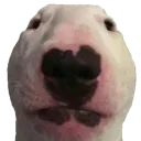 Walter Walter
