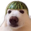 dogewatermelon
