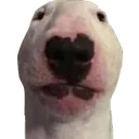 Walter Walter