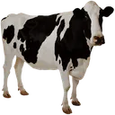arealcow