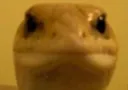 gecko_irl