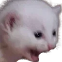 cat_wtf cat_wtf