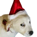 ChristmasPup