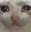 sadcat sadcat