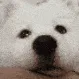 doggoboop