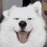 adogeears