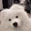 doggoconfused