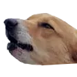 bork
