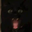KRScreechCat KRScreechCat