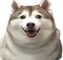 Dog_Cute