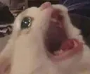 cryingcat cryingcat