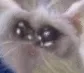 reversemitosis