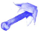 bluewaffle