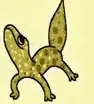 gecko