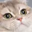 heavy_cat_2