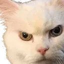 catAngry