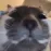 CatStare