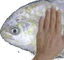 patFISH
