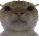 bruhcat