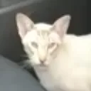 C_A_T